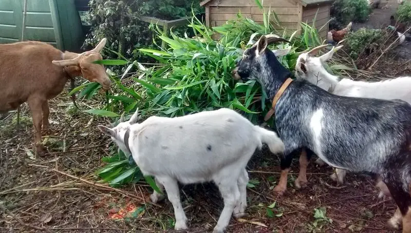 Can Goats Eat Bamboo
