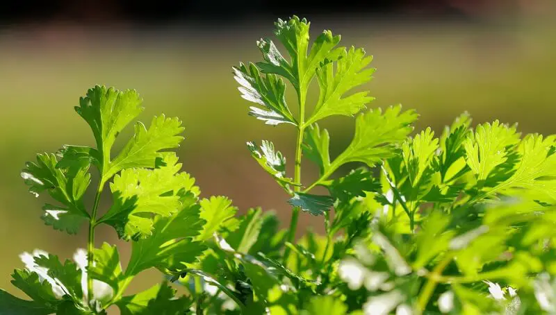 Can Iguanas Eat Cilantro? Important Info 3 Can Iguanas Eat Cilantro
