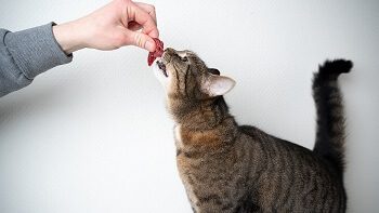 Cat Eating Raw Meat