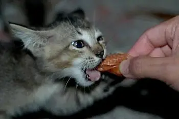 Cat Eating Sausage