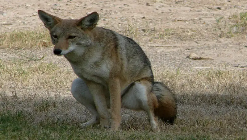 Coyote Pooping