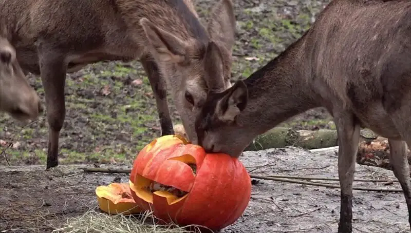 Deer Eating Pumpkin
