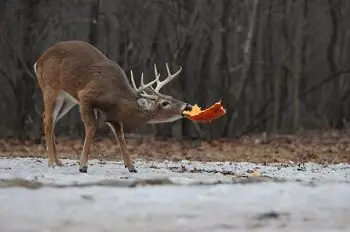 Deer Enjoying a Pumpkin