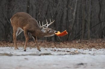 Deer Enjoying a Pumpkin