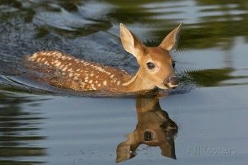 Deer Swimming