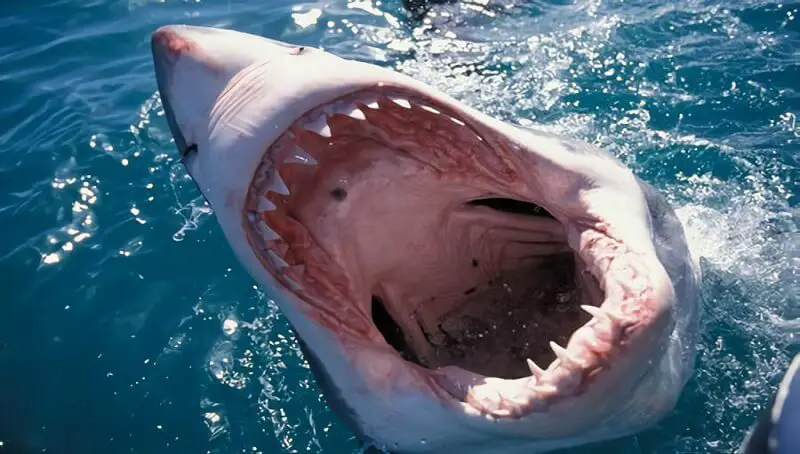 Do Sharks Have Tongues? 3 Do Sharks Have Tongues