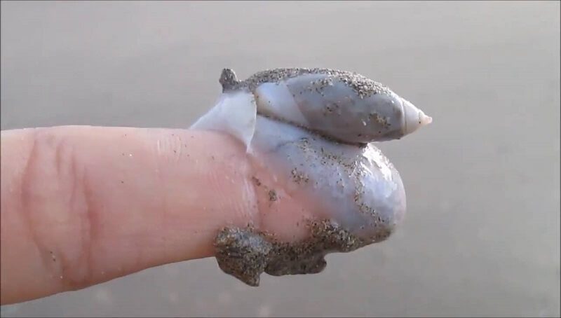Do Snails Bite? 4 Do Snails Bite