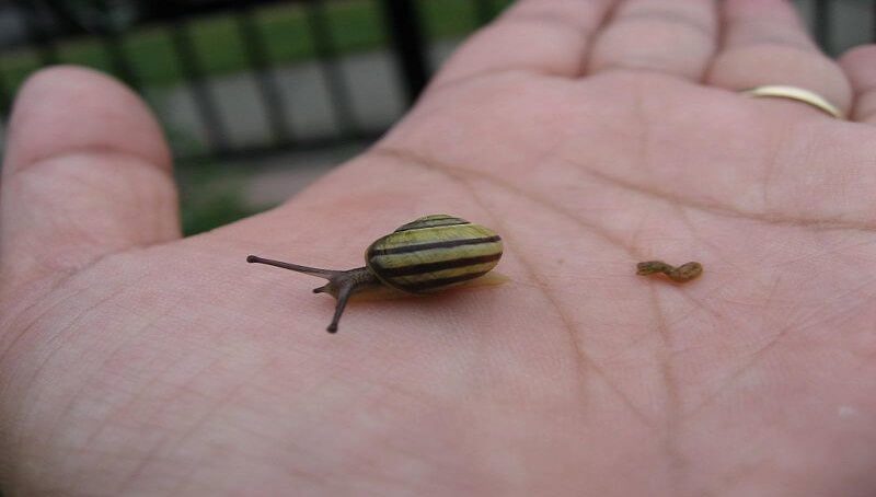 Do Snails Poop