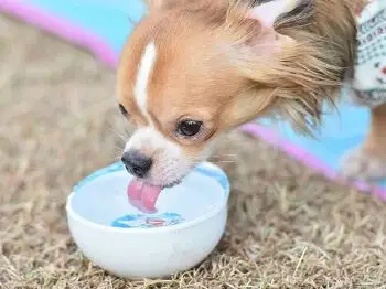 Dog Drinking Alkaline Water