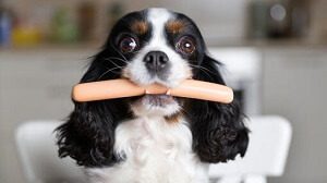 Dog Eating Sausage