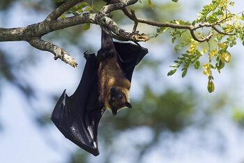 Fruit Bat as Pet