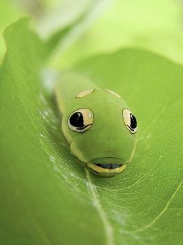 Funny Caterpillar