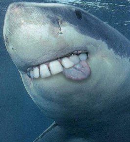 Funny Shark Tongue