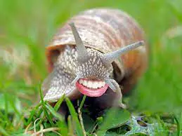 Funny Snail Mouth