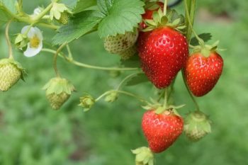 Garden Strawberries