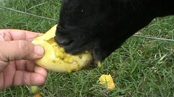Goat Eating a Mango