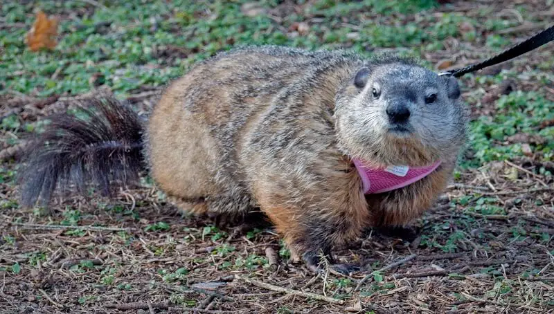 Groundhog Names