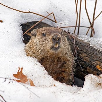 Groundhog Predicting Weather