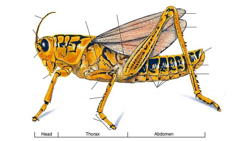 Cricket Anatomy Guide