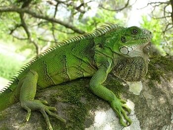 Iguana On Tree