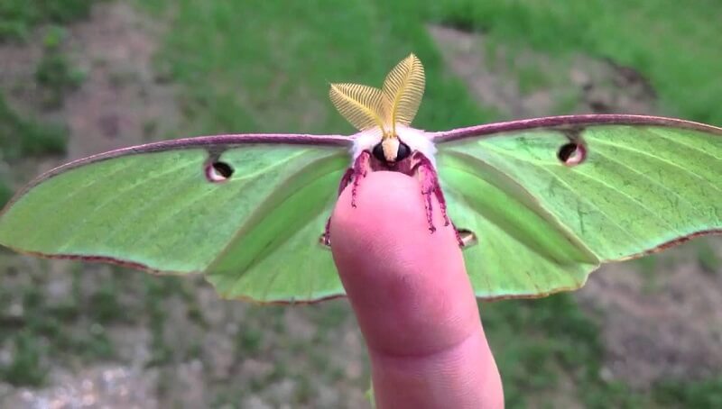 Luna Moth Meaning