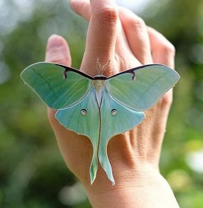 Luna Moth on Hand