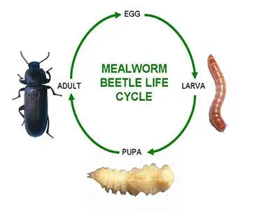 Mealworm Life Cycle Explained