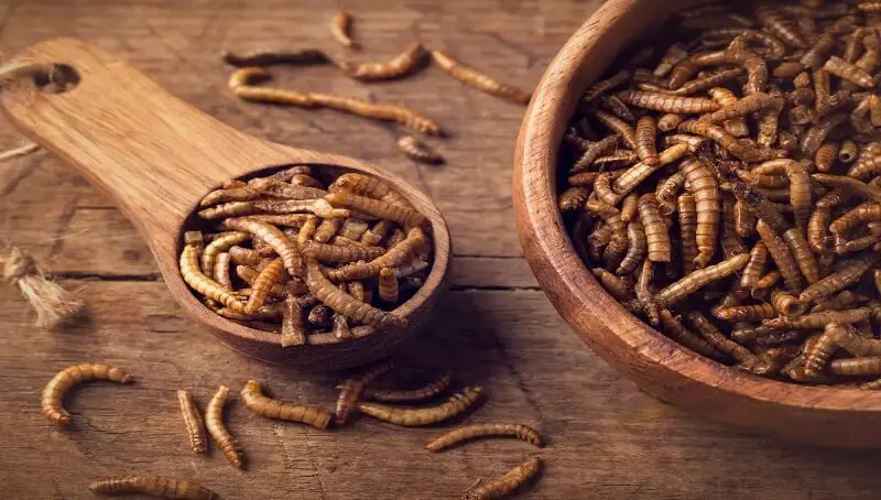 Mealworms Life Cycle