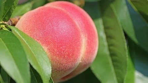 Peach in Tree
