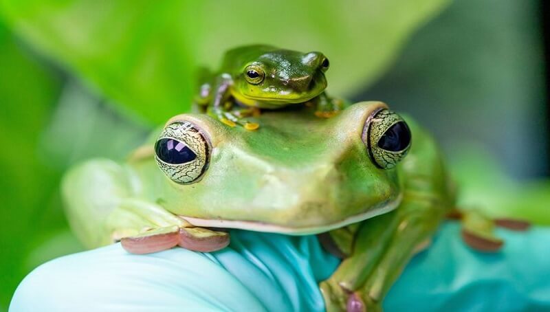 Perfect Frog Names