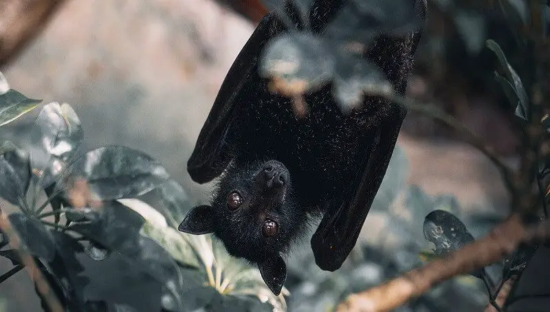 Pet Bat Issues