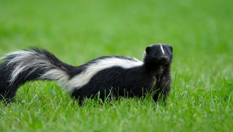 Pet Skunk Names