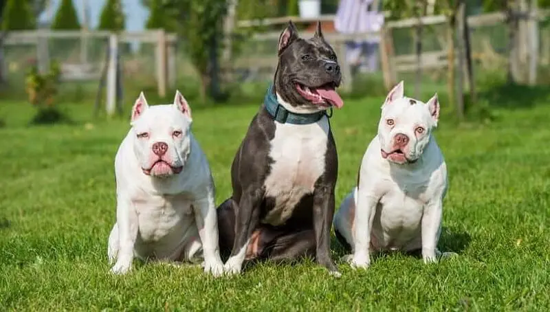 Pitbull Lifespan - How Long Do Pitbulls Live? 4 Pitbull Lifespan