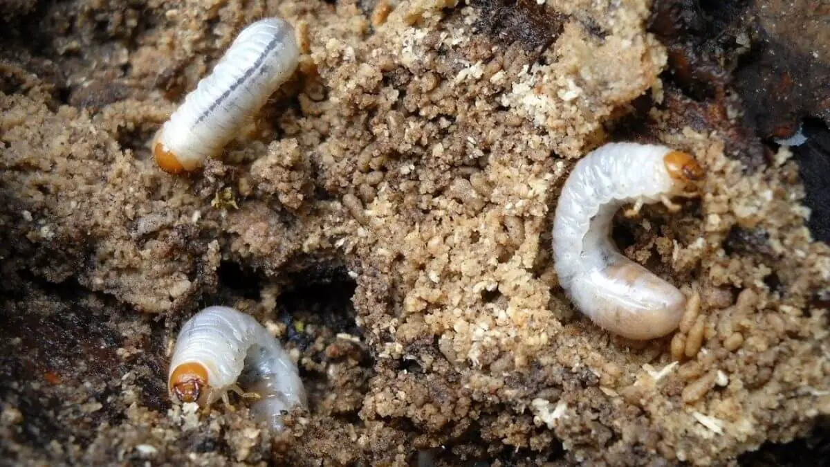 Can Bearded Dragons Eat Grubs? Any Risks or Benefits? 2 Should Bearded Dragons Eat Grubs