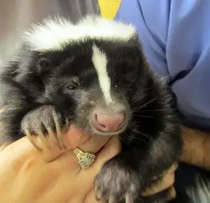 Skunk With Owner