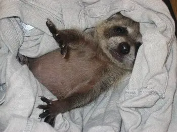 Small Baby Raccoon