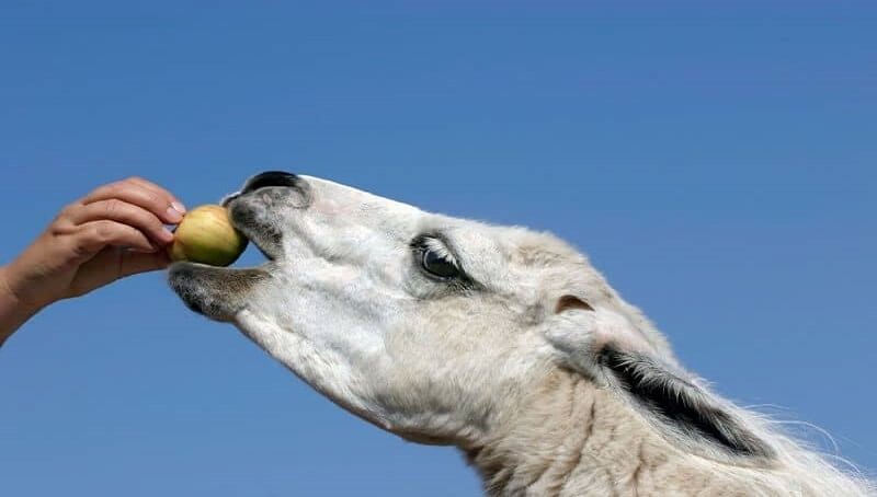 5 Treats Llamas Love to Eat 3 Treats for Your Llama