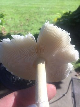 White Mushroom