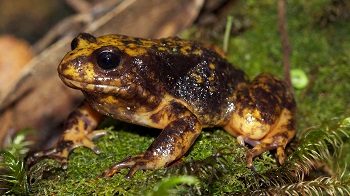 Yellow Frog