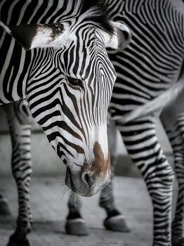 Zebra Foul