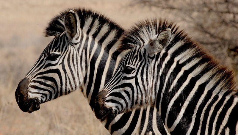 Zebra names