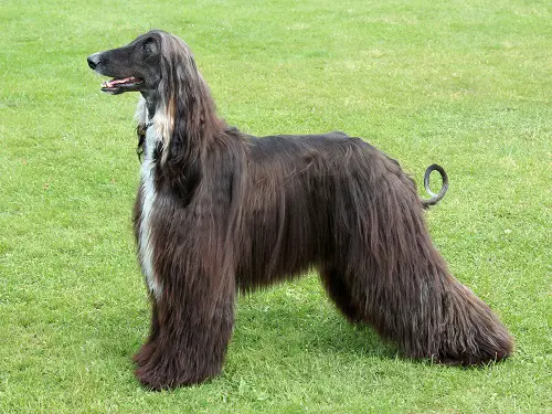 Afghan Hound