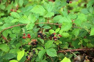 Blackberry Fruit Growing in the Bush