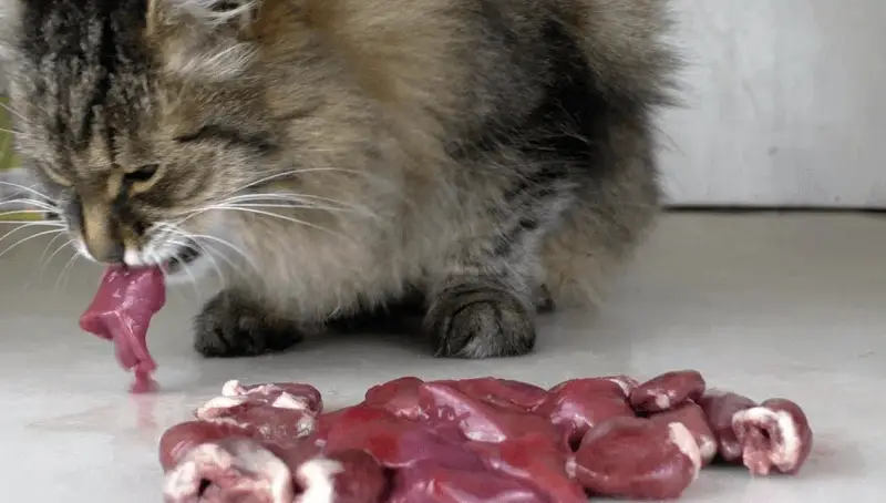Can Cats Eat Chicken Liver