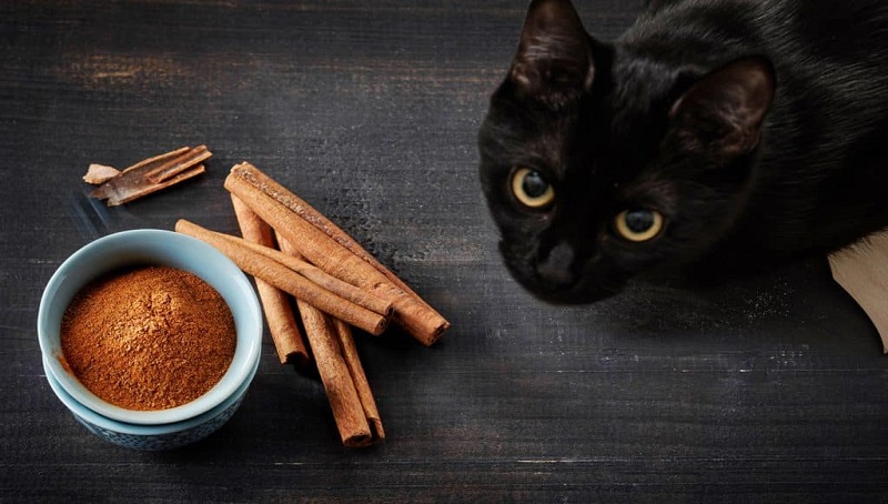 Can Cats eat Cinnamon