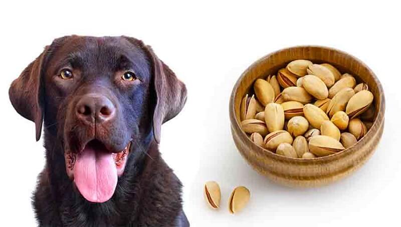 Can Dogs Eat Pistachios?