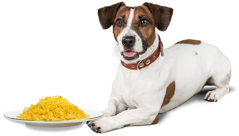 Can Dogs Eat Yellow Rice