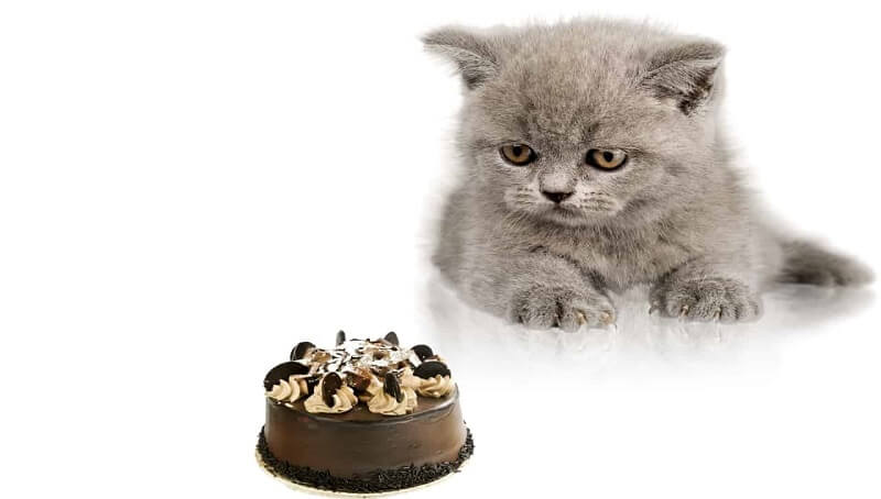 Can Cats Eat Chocolate Cake