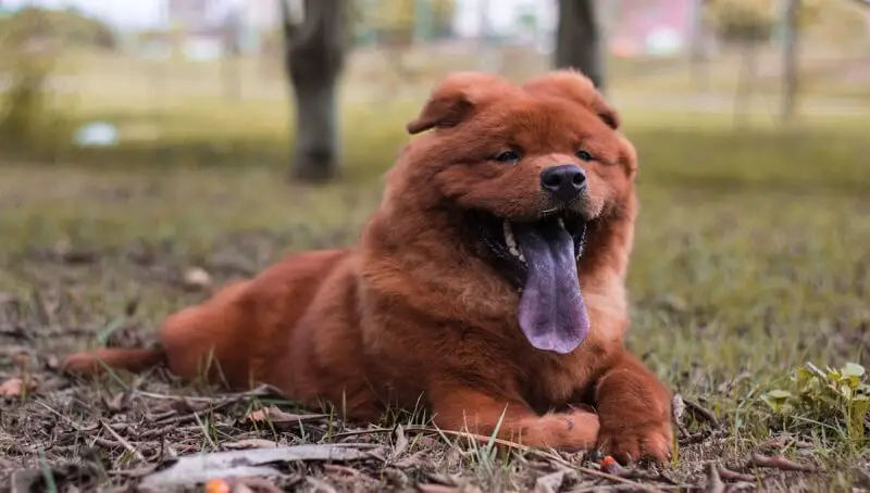 Do Chow Chows Shed