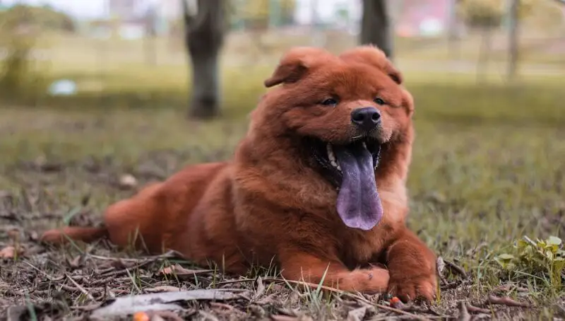 Do Chow Chows Shed? 3 Do Chow Chows Shed
